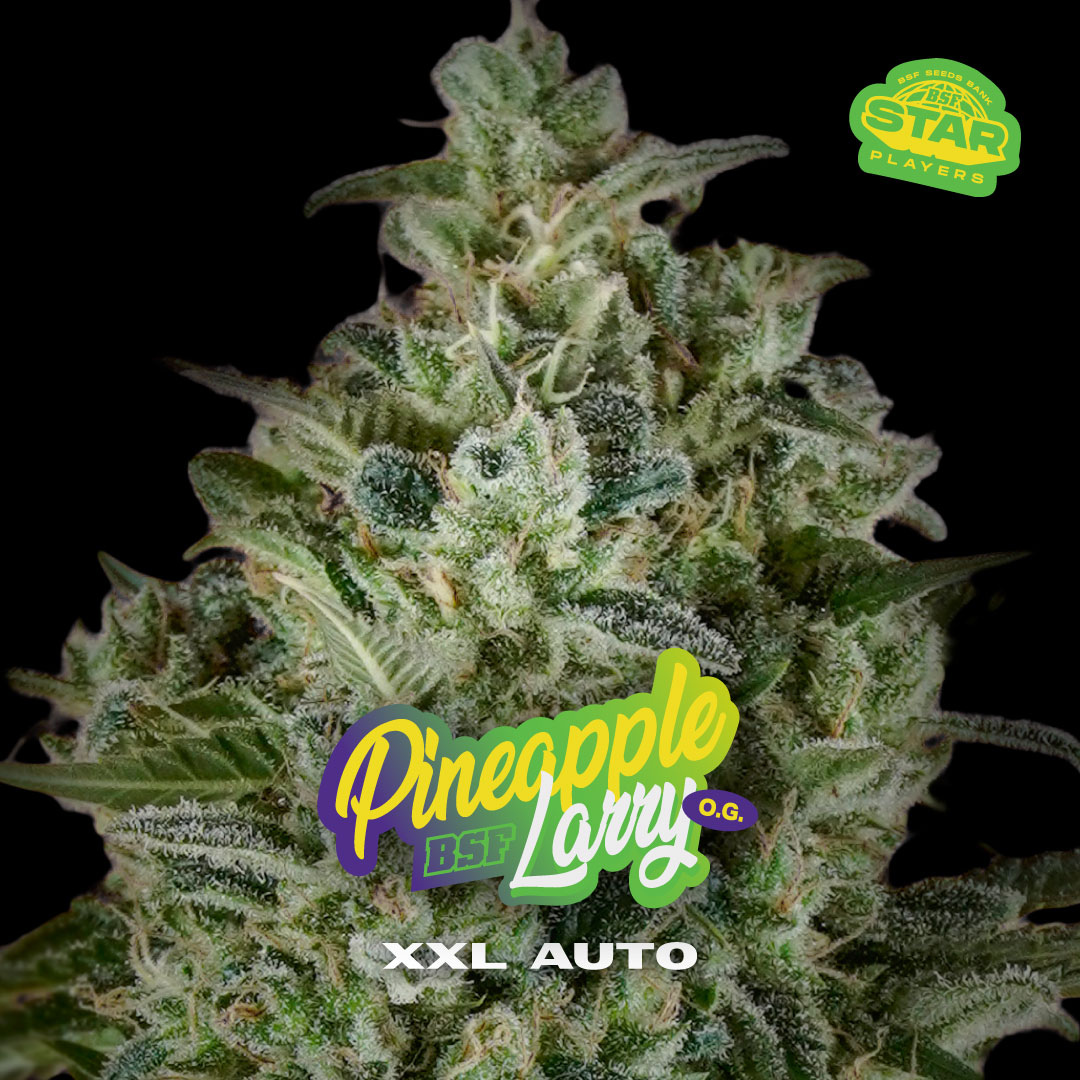Pineapple Larry OG XXL Auto BSF x2