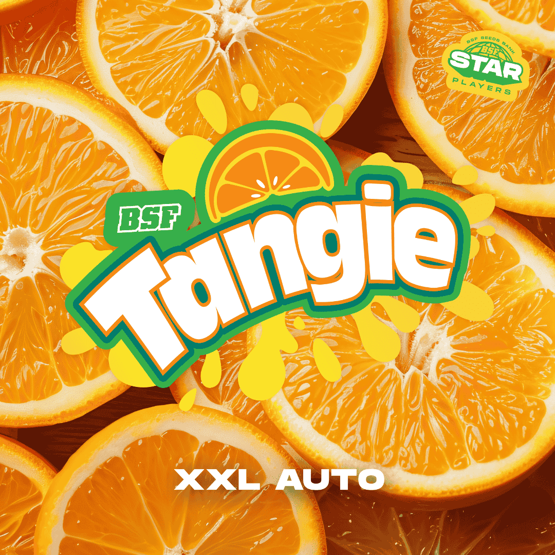 Tangie XXL Auto BSF x2