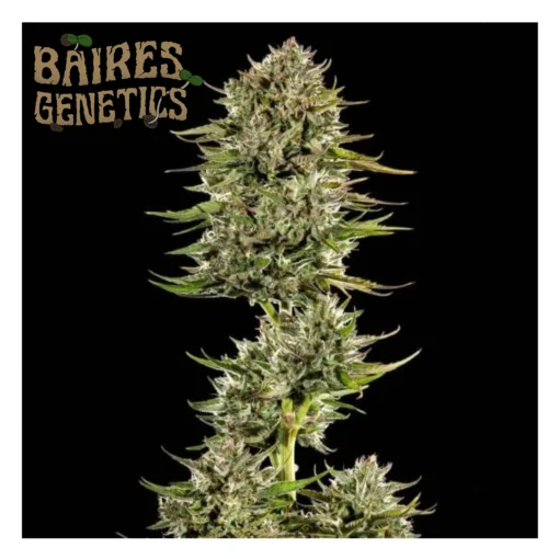 Gas Face Auto Baires Genetics x3