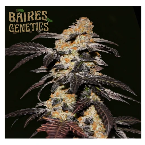 Grape Cookies Auto Baires Genetics