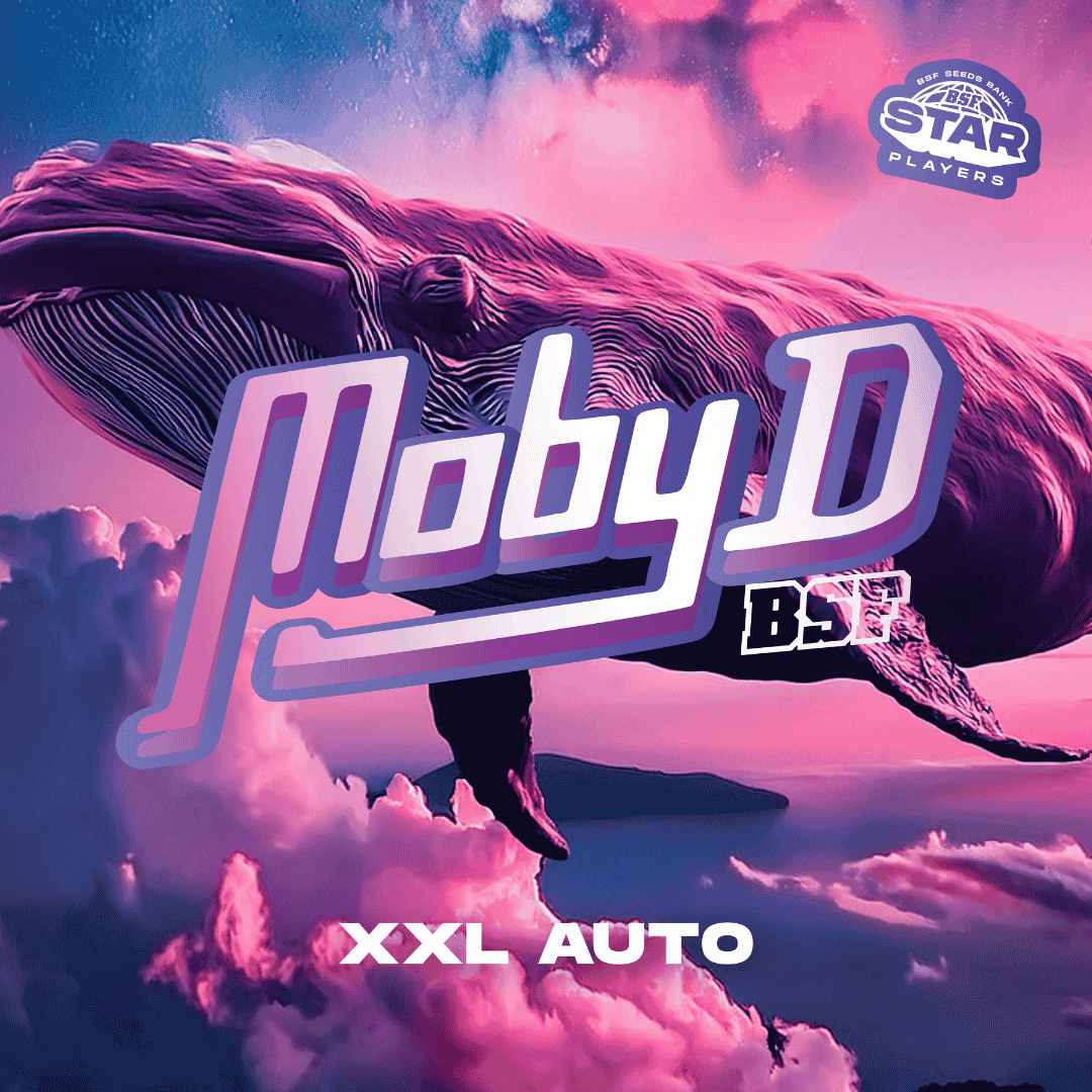 Moby-D XXL auto BSF X2