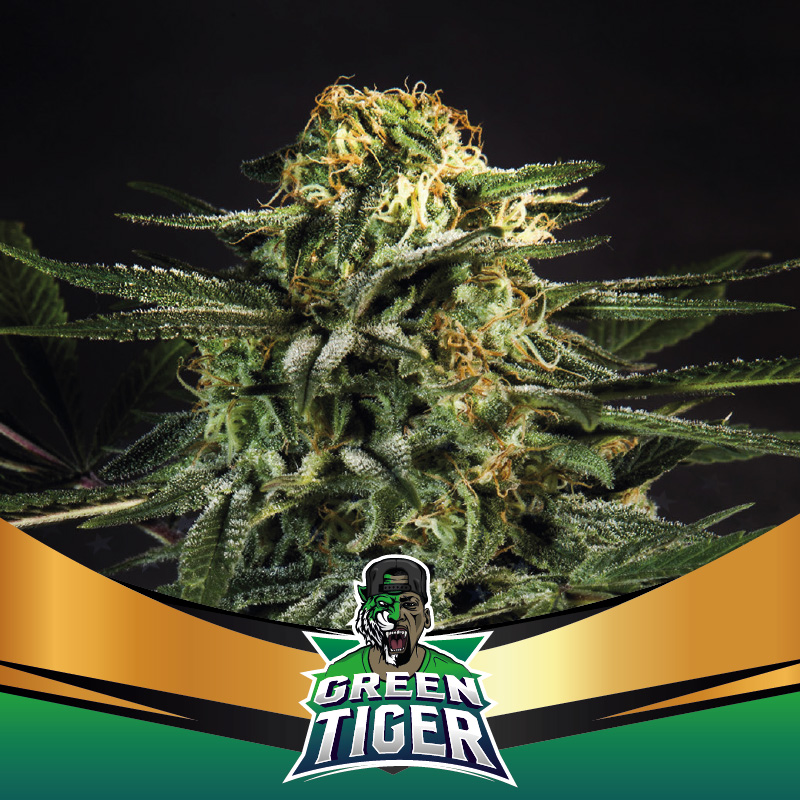 Green Tiger Fem Faster BSF x2