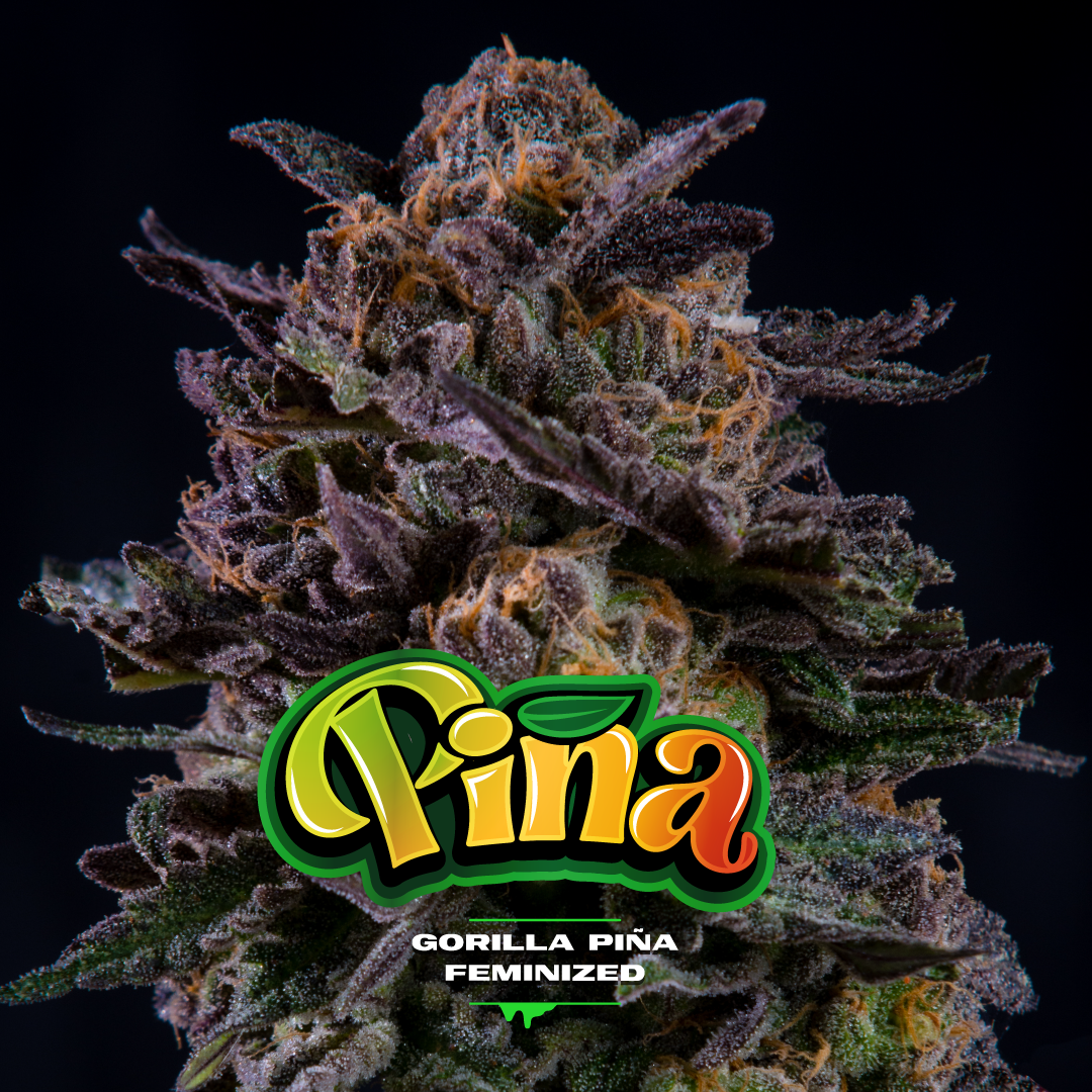 Gorilla Piña Fem BSF x2