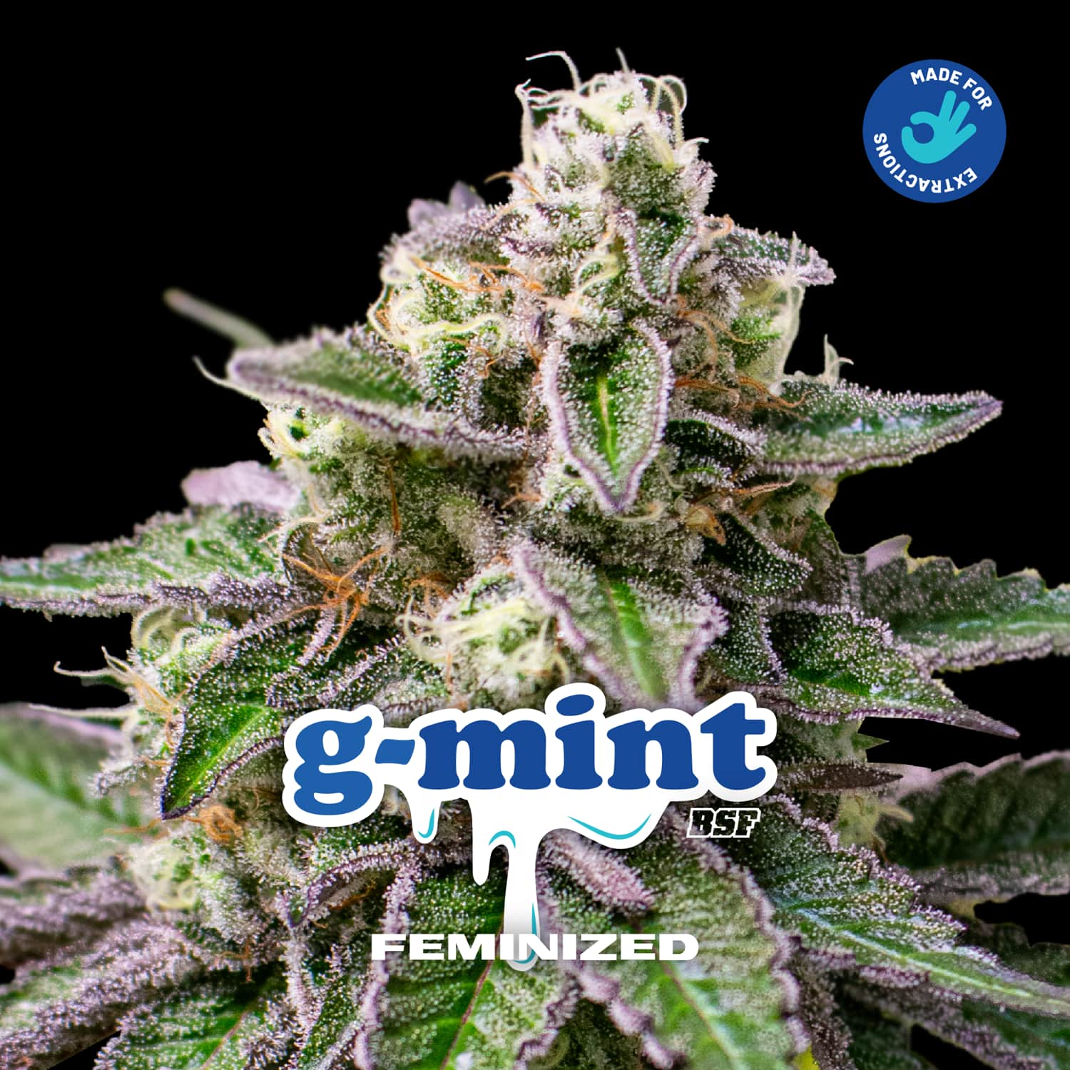 G-Mint Fem BSF x2