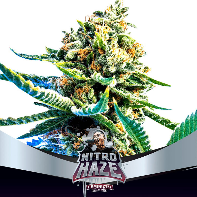 Nitro Haze Fem BSF x2