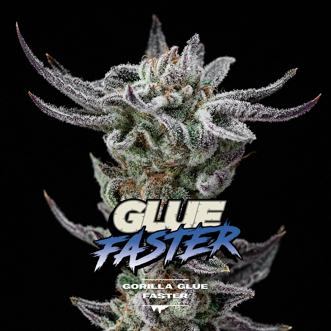 Gorilla Glue Faster BSF x2