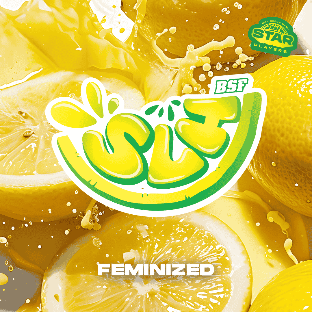 Super Lemon Haze Fem BSF x2