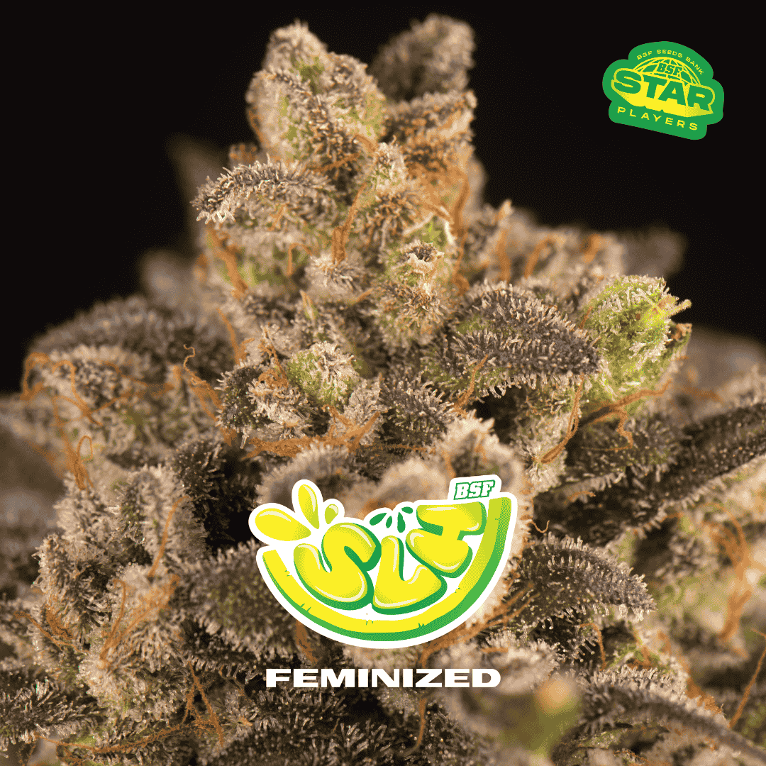 Super Lemon Haze Fem BSF x2