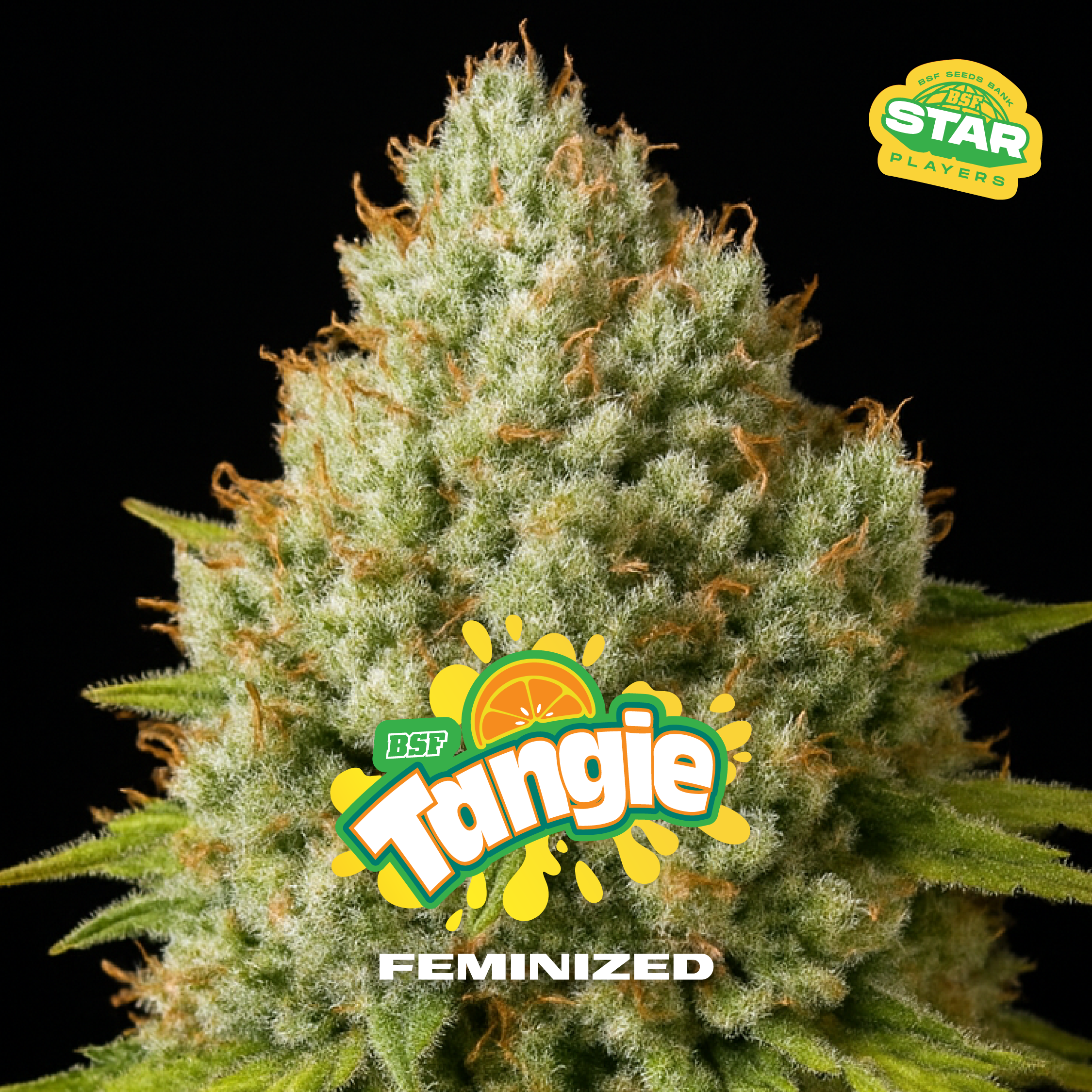 Tangie Fem BSF x2