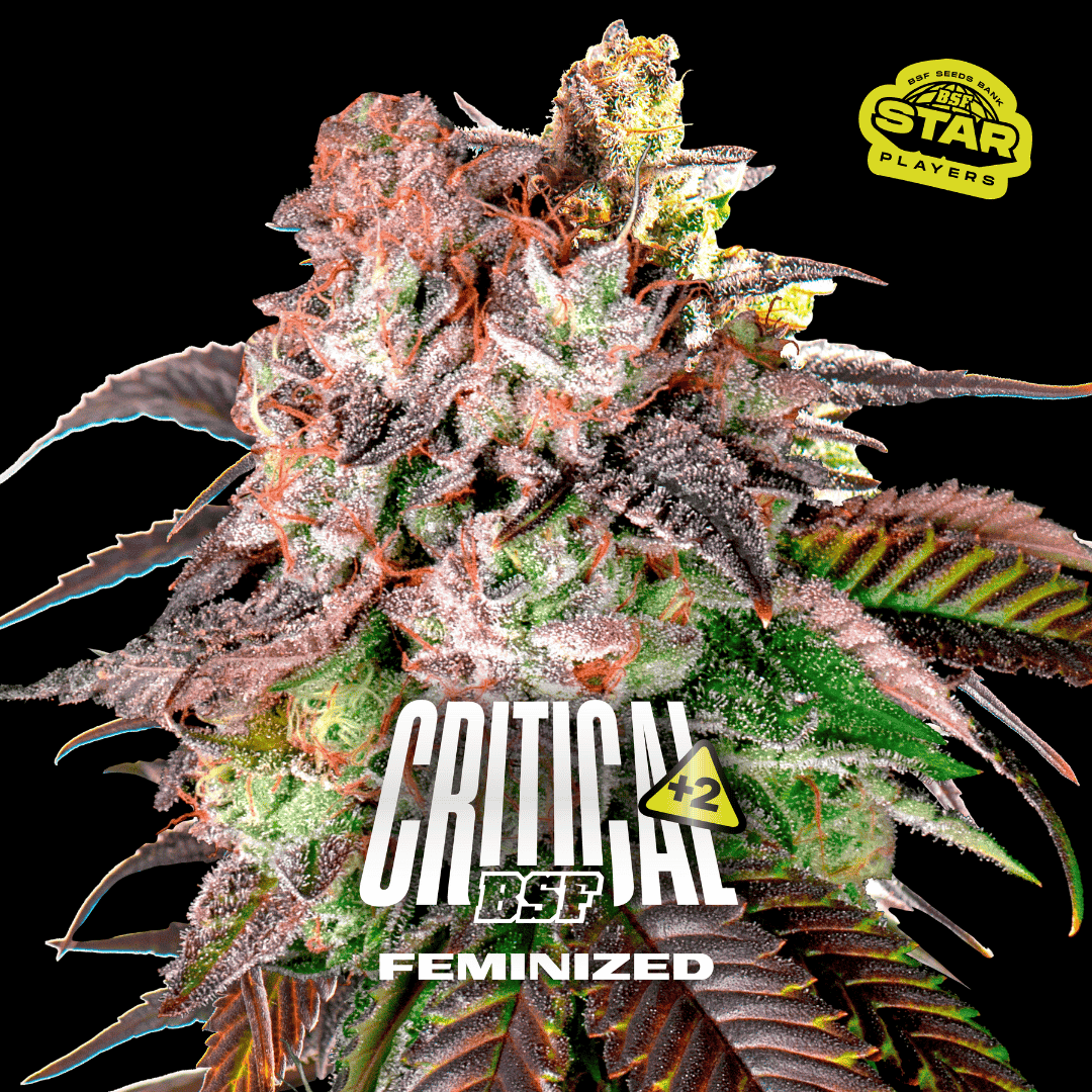 Critical+2 Fem BSF x2