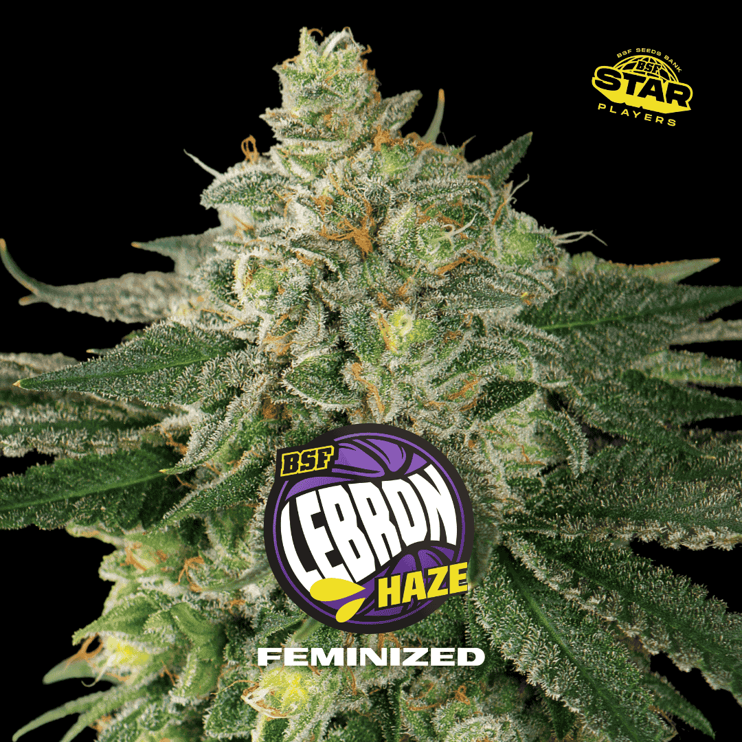 Lebron Haze Fem BSF x2