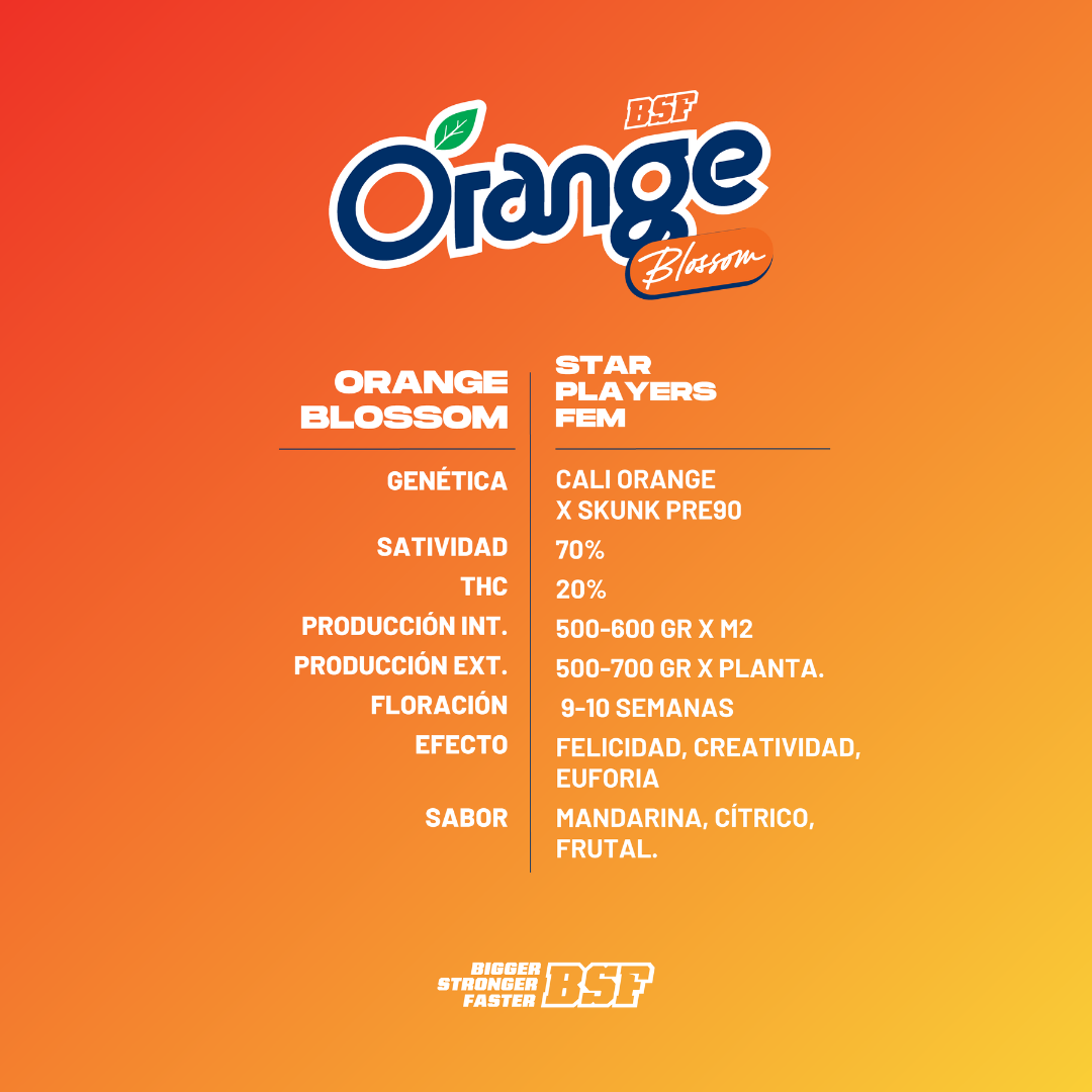 Orange Blossom Fem BSF x2