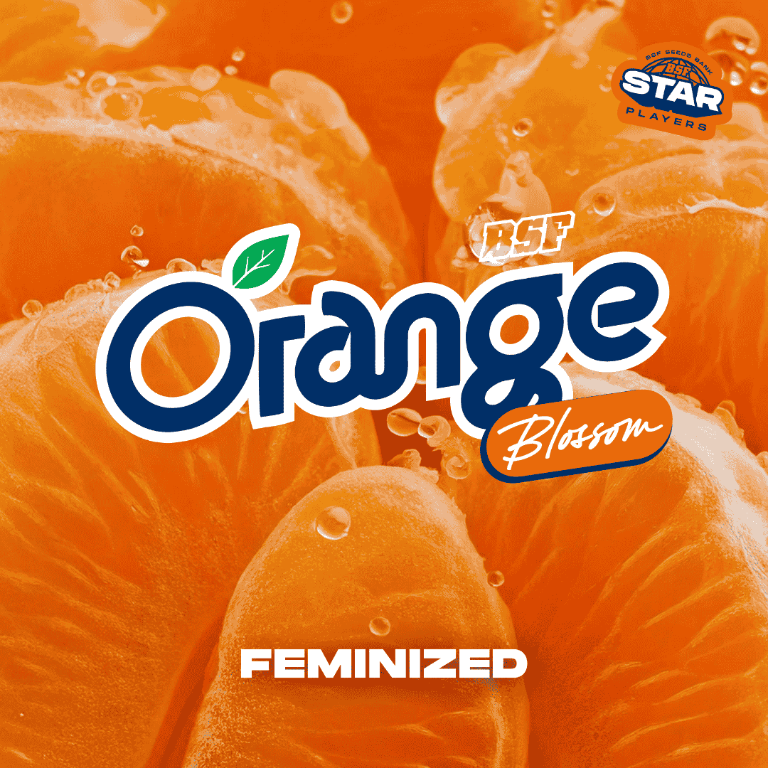 Orange Blossom Fem BSF x2