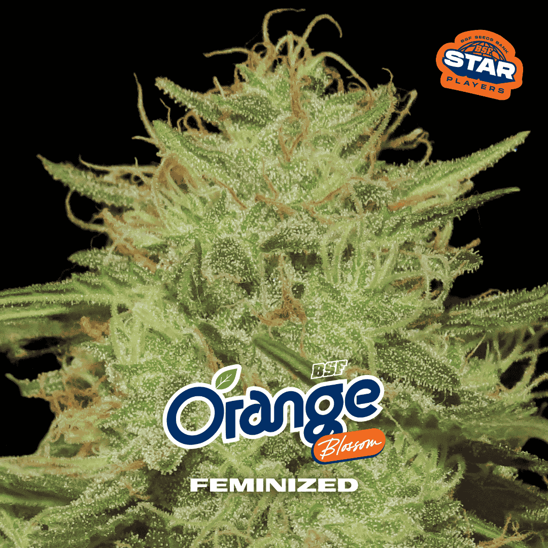 Orange Blossom Fem BSF x2