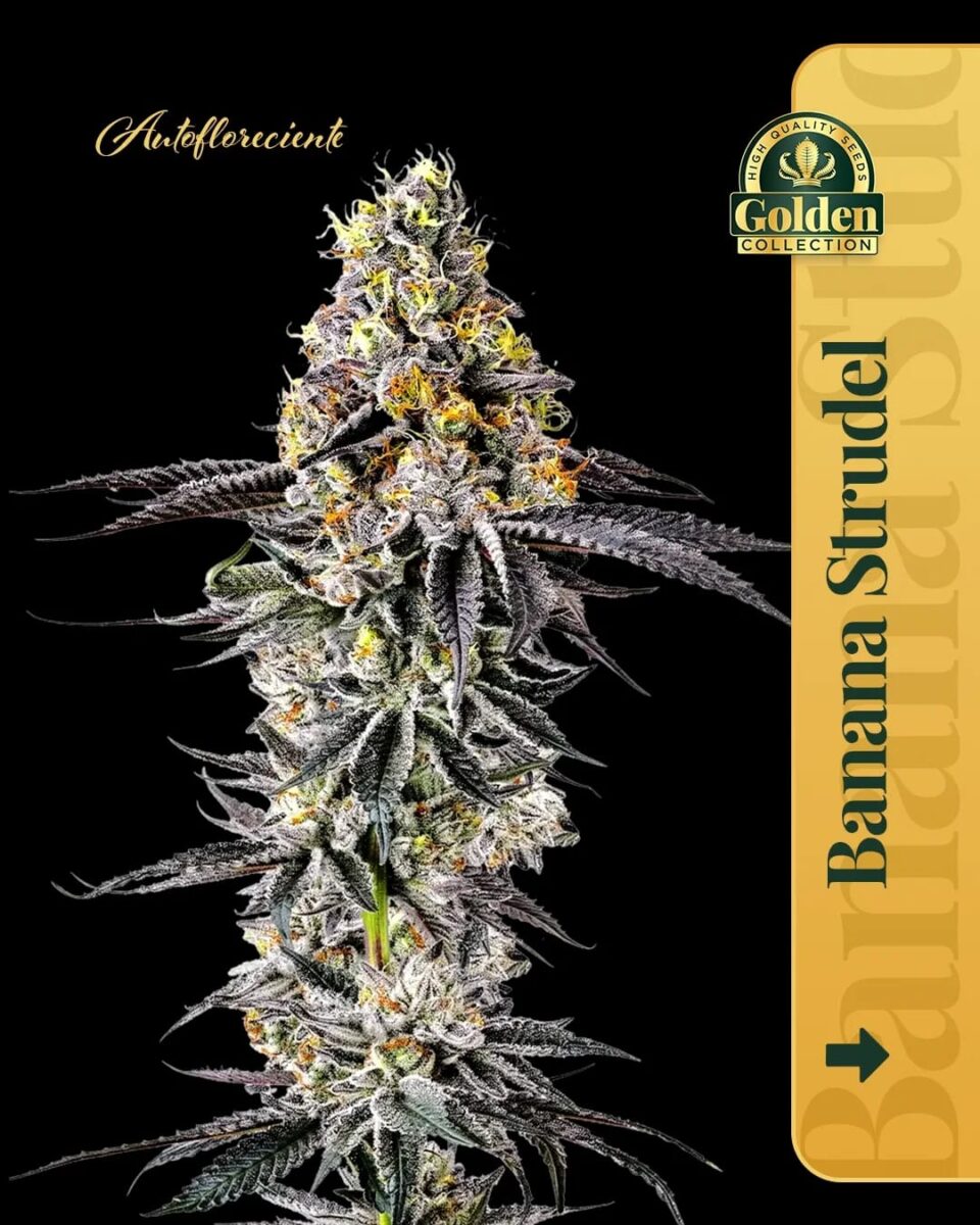 Banana Strudel Auto Golden Collection x3