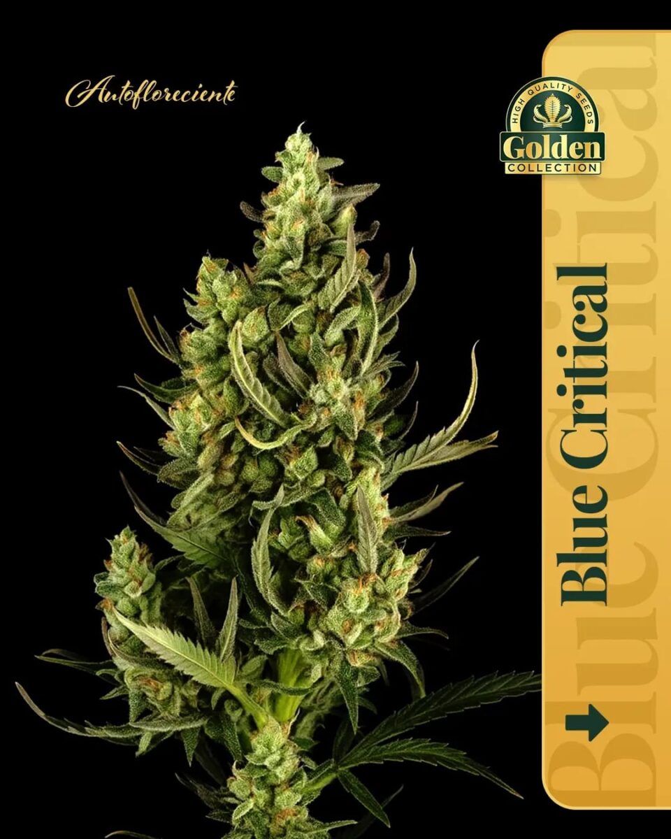 Blue Critical Auto Golden Collection x3