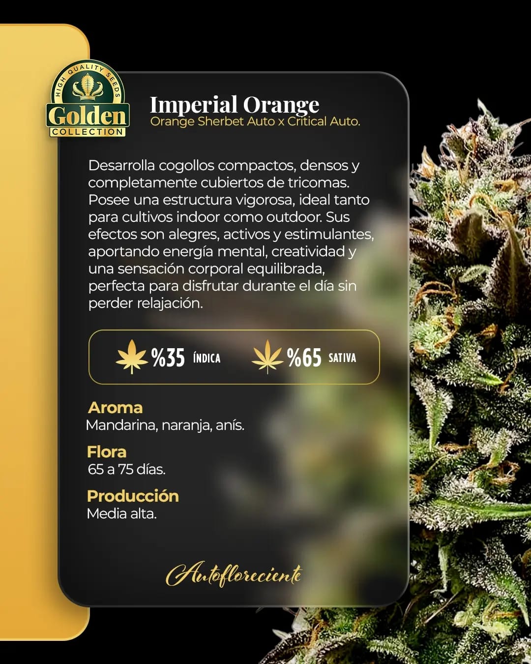Imperial Orange Auto Golden Collection x3: imagen 2
