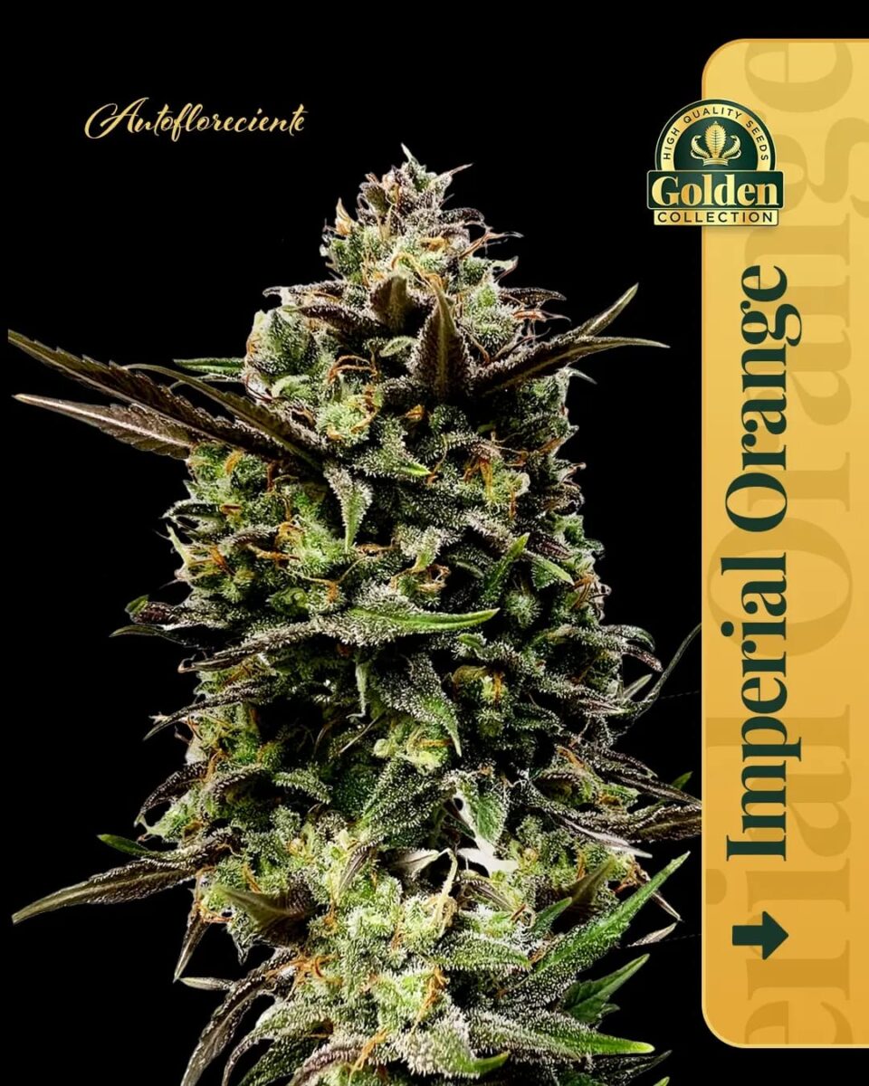 Imperial Orange Auto Golden Collection x3