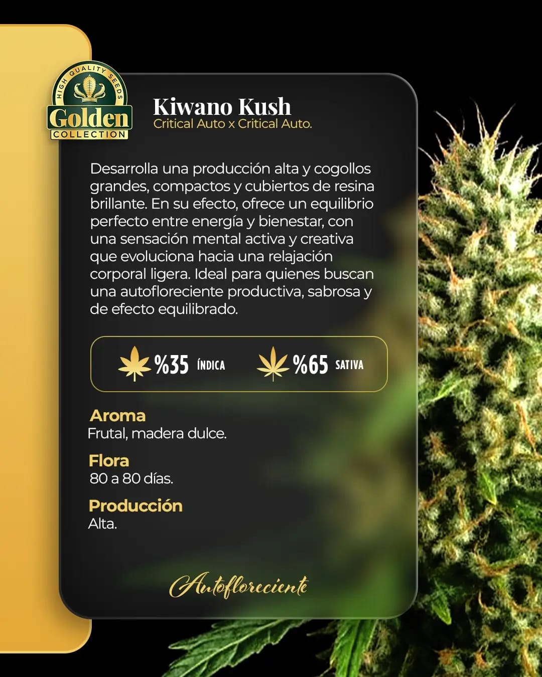 Kiwano Kush Auto Golden Collection x3: imagen 2