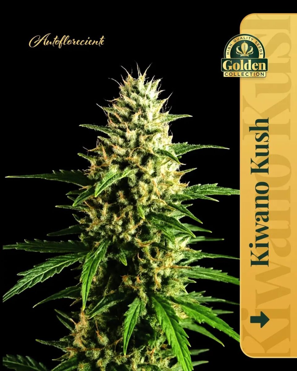 Kiwano Kush Auto Golden Collection x3