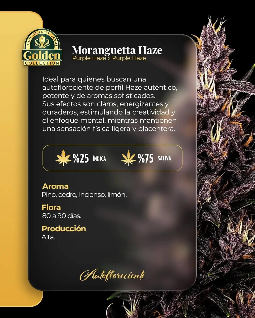 Moranguetta Haze Auto Golden Collection x3: imagen 2