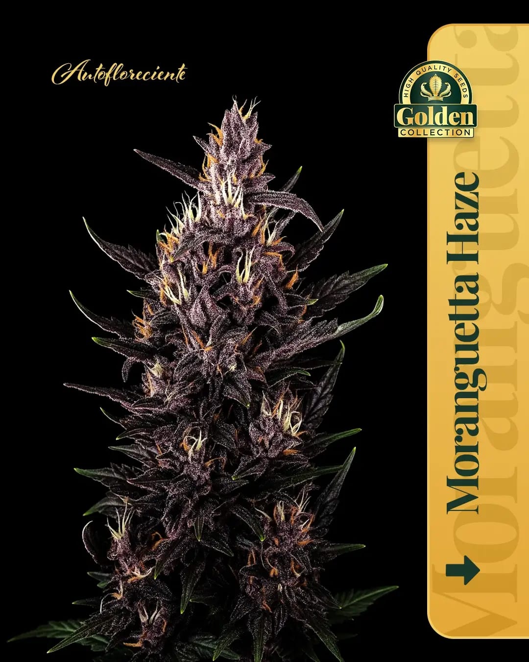 Moranguetta Haze Auto Golden Collection x3: imagen 1