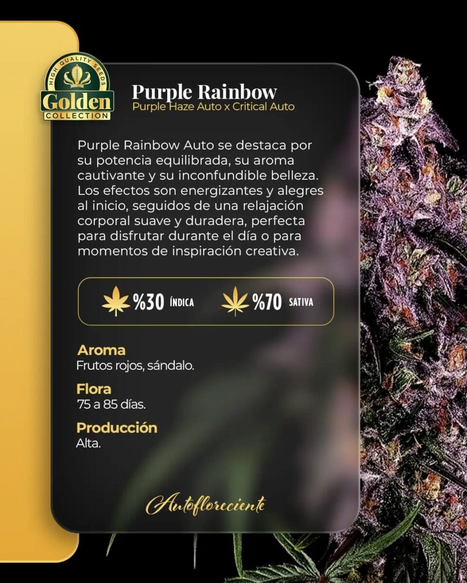 Purple Rainbow Auto Golden Collection x3