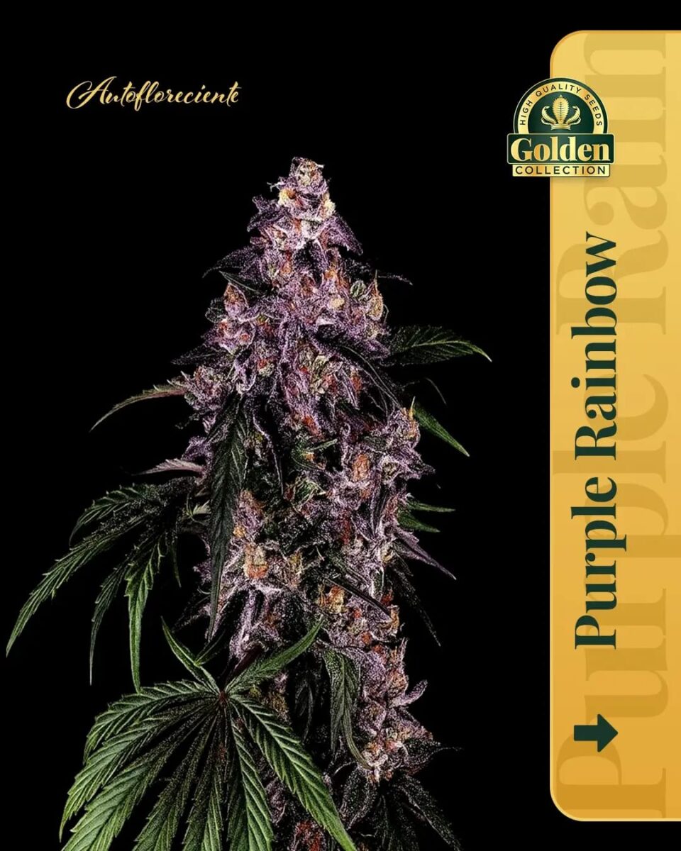 Purple Rainbow Auto Golden Collection x3