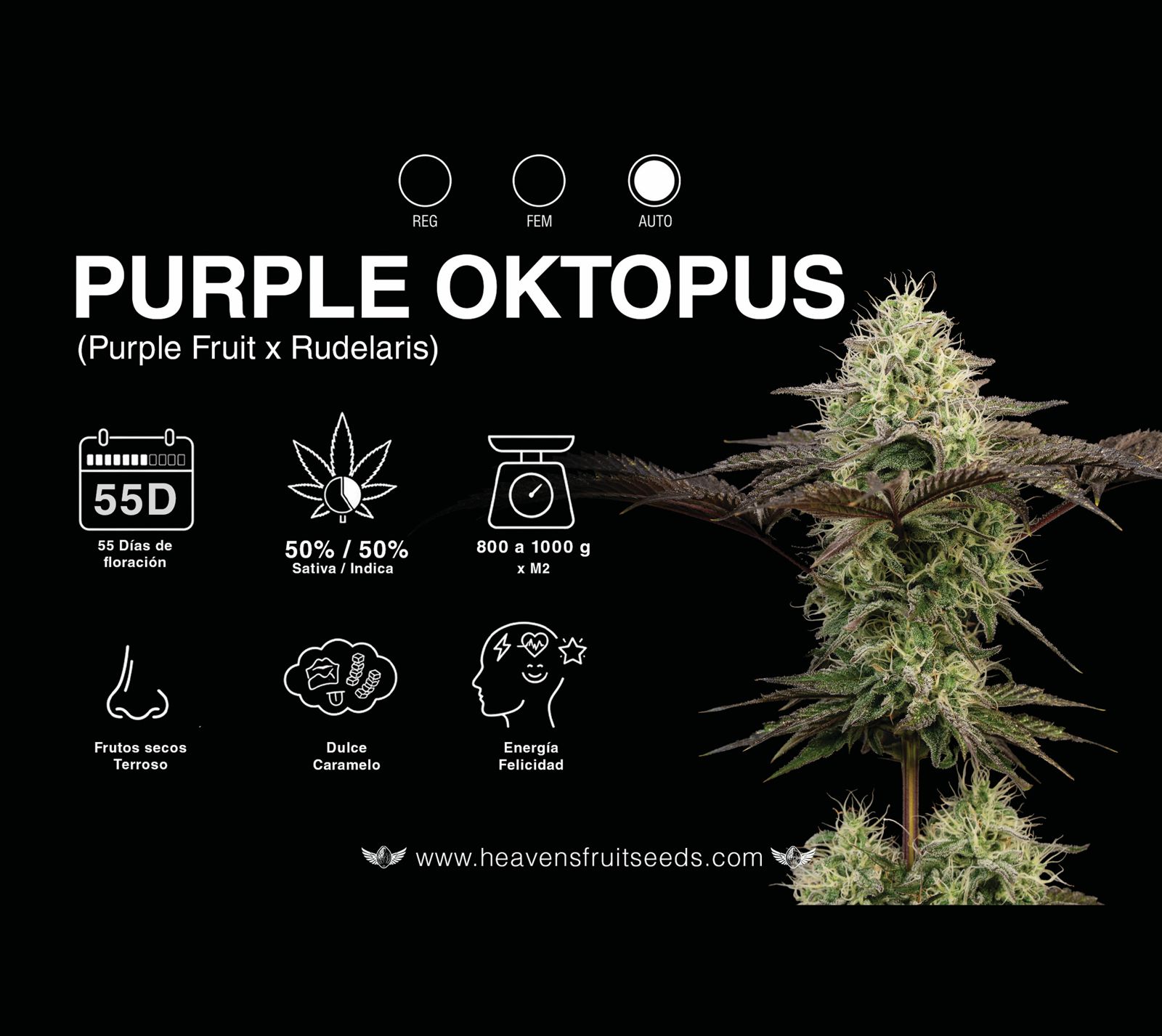 Purple Octopus Auto Heaven's Fruit x4: imagen 2
