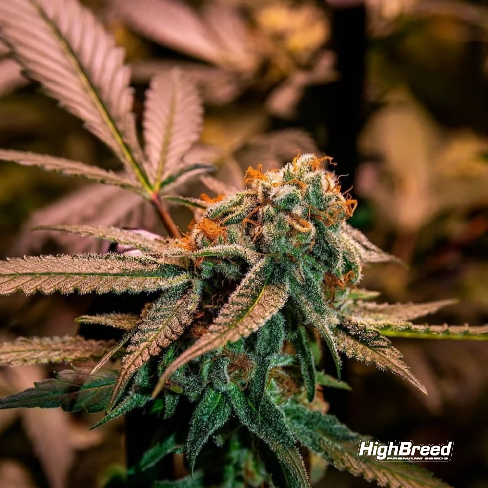 Gary Rainbow Road Auto x2 High Breed Seeds