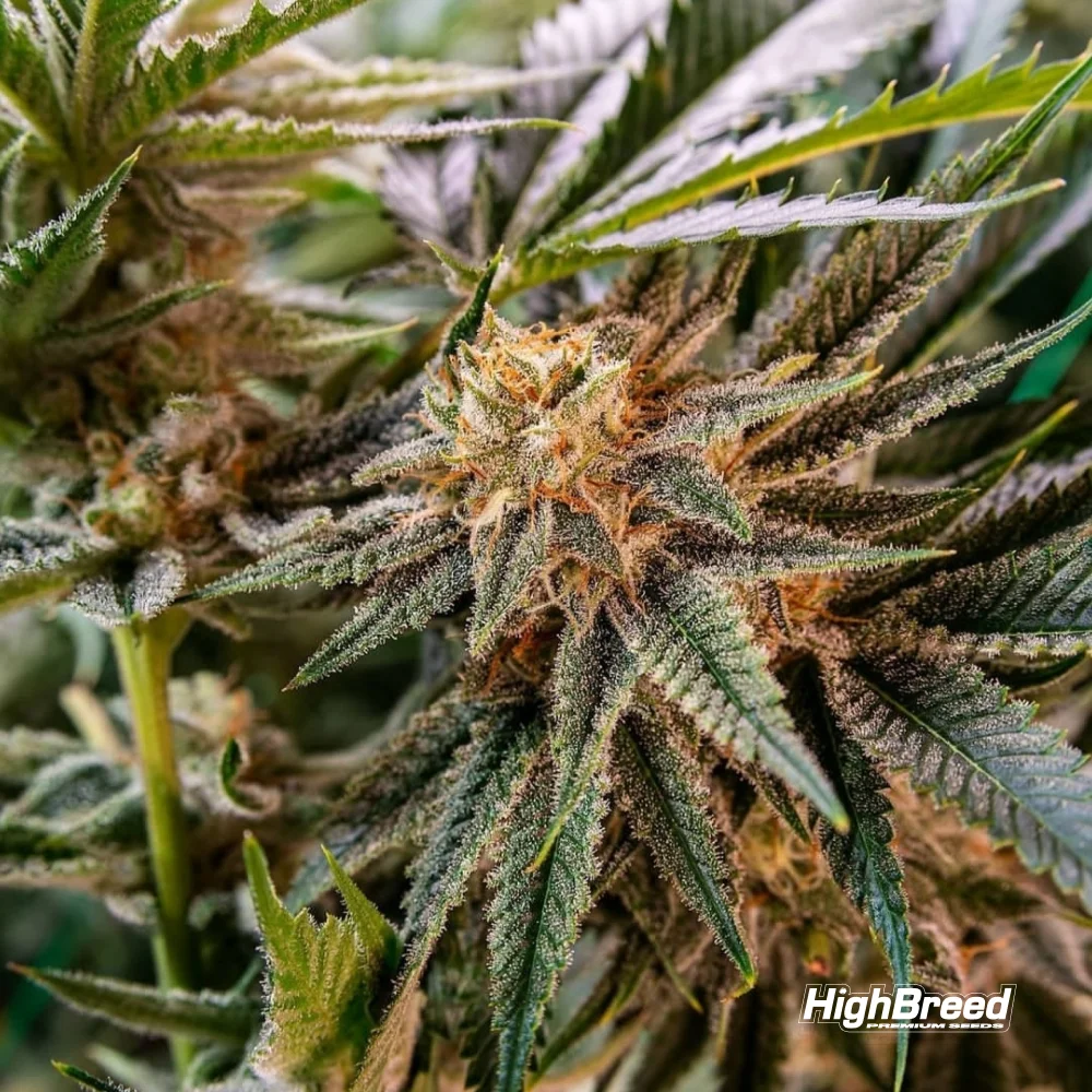 Super Saiyan Runtz Auto x2 High Breed Seeds