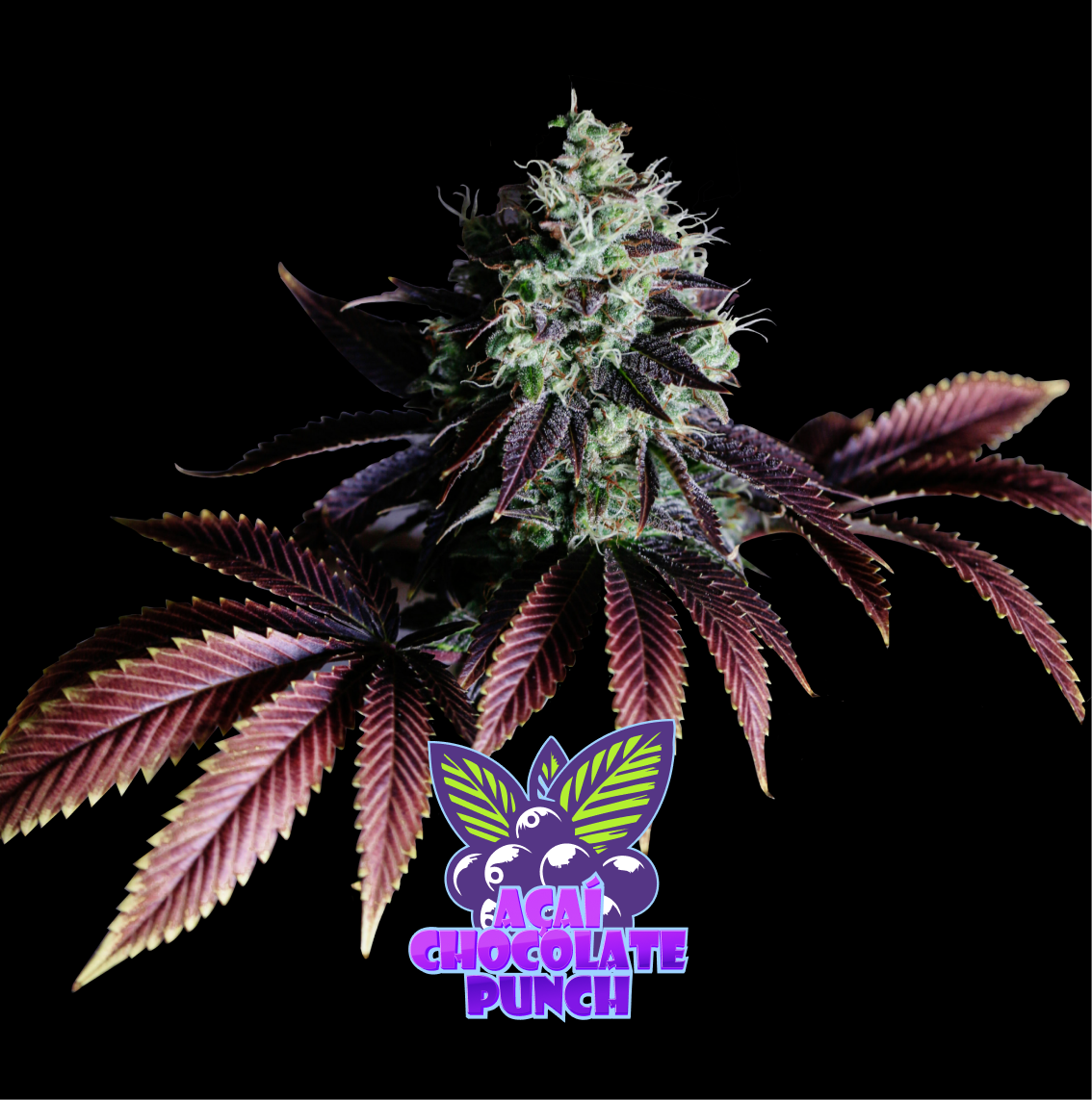 Açai Chocolate Punch Auto x2 Edición Limitada High Breed Seeds